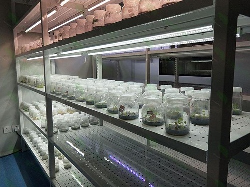 湖南植物组织培养实验室设计建设方案